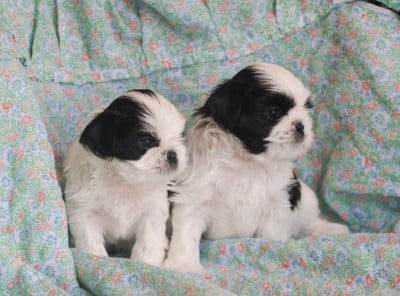 Les chiots de Shih Tzu