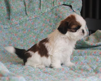 Les chiots de Shih Tzu