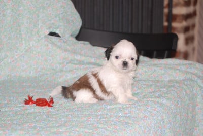 Les chiots de Shih Tzu
