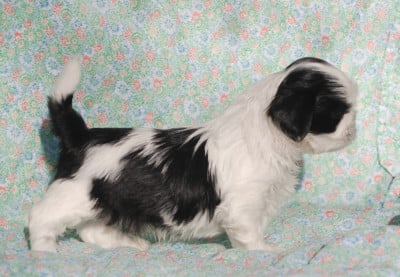 Les chiots de Shih Tzu