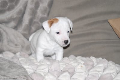 CHIOT 2 - Jack Russell Terrier