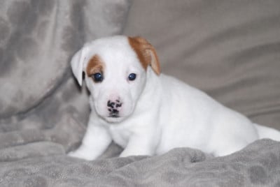 Les chiots de Jack Russell Terrier