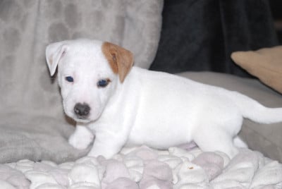 CHIOT 3 - Jack Russell Terrier