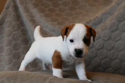 Les chiots de Jack Russell Terrier