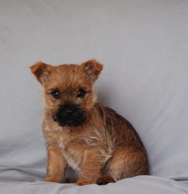 Les chiots de Cairn Terrier