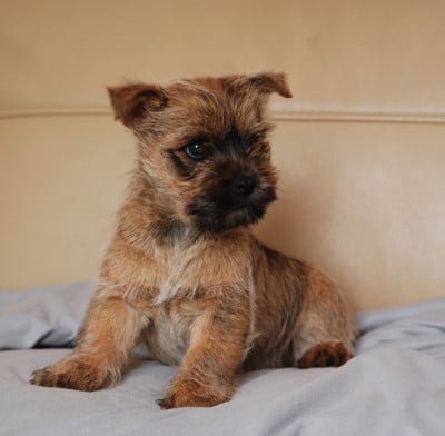 Les chiots de Cairn Terrier
