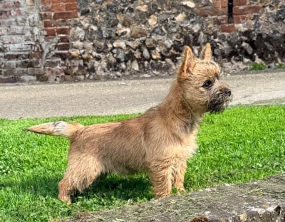 Les chiots de Cairn Terrier