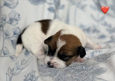Les chiots de Jack Russell Terrier