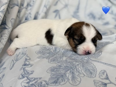 Les chiots de Jack Russell Terrier