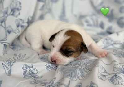 Les chiots de Jack Russell Terrier