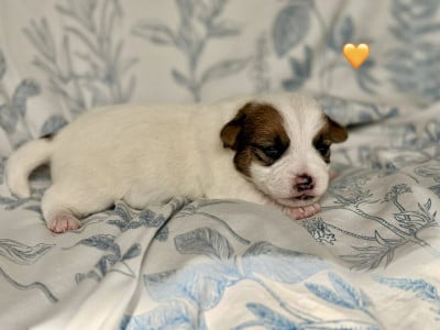 Les chiots de Jack Russell Terrier