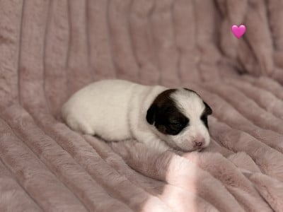 Les chiots de Jack Russell Terrier
