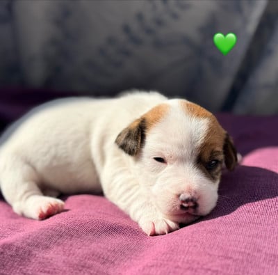 Les chiots de Jack Russell Terrier