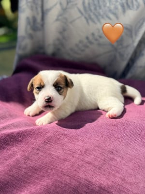 Les chiots de Jack Russell Terrier