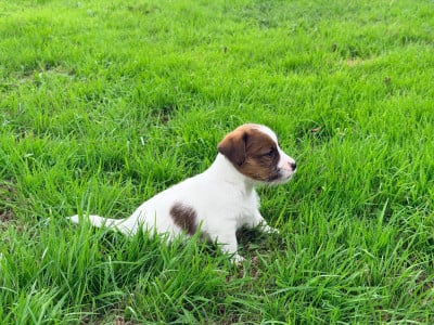 Les chiots de Jack Russell Terrier
