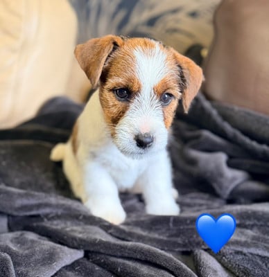Les chiots de Jack Russell Terrier