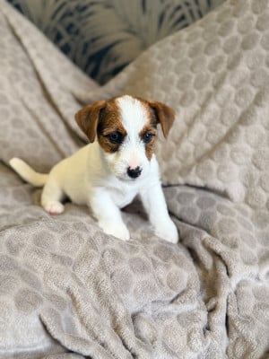 Les chiots de Jack Russell Terrier