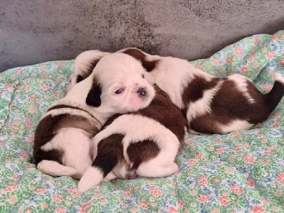 Les chiots de Shih Tzu