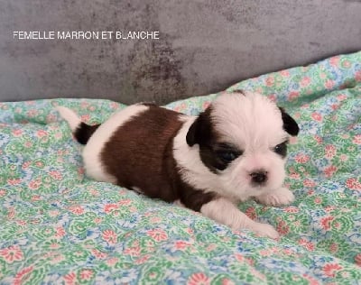 Les chiots de Shih Tzu