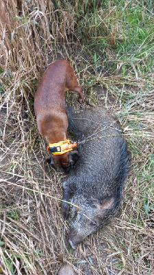 Du Verger Du Pommerot