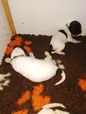 Les chiots de Petit Epagneul de Münster