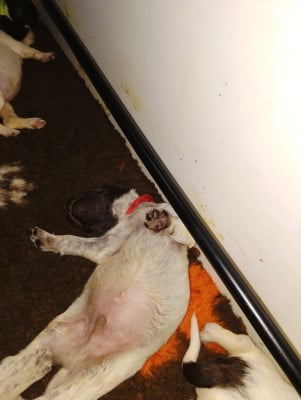 Les chiots de Petit Epagneul de Münster