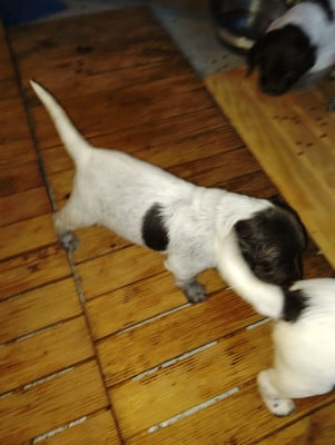 Les chiots de Petit Epagneul de Münster