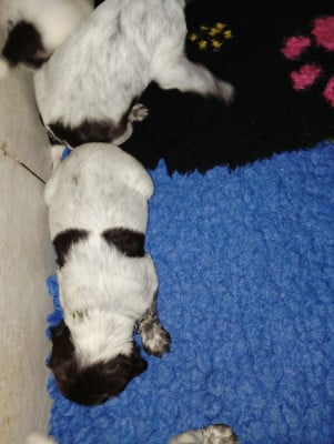 Les chiots de Petit Epagneul de Münster