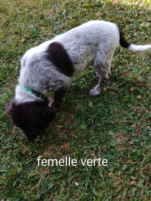 Les chiots de Petit Epagneul de Münster