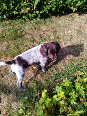 Chiot N°11 - Petit Epagneul de Münster