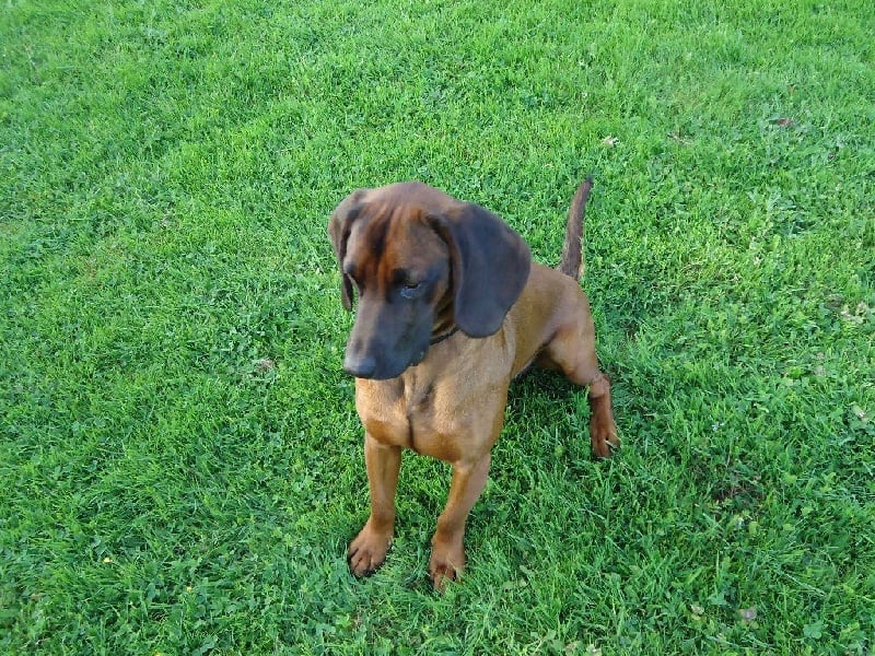 Irving de la coulee des trappeurs - 1er Excellent - classe intermédiaire