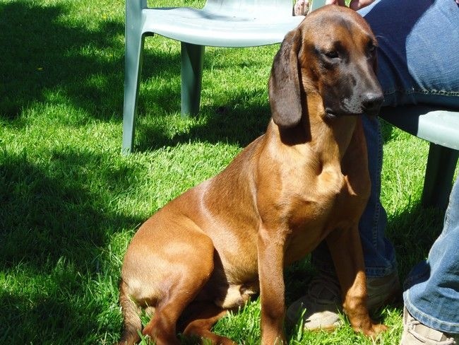 Irving de la coulee des trappeurs - Fermeté au coup de feu