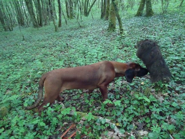 Irving de la coulee des trappeurs - SCHWHK - 3 ème prix