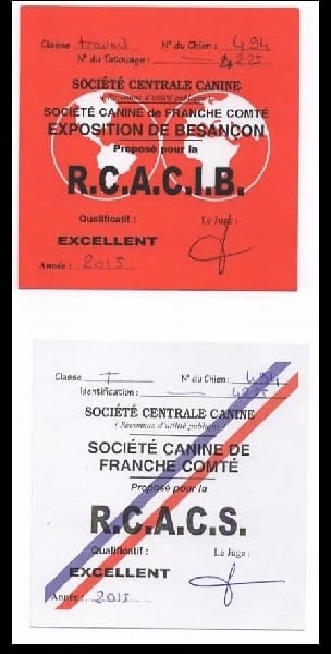 Irving de la coulee des trappeurs - 1er Excellent - CACS - RCACIB - classe travail
