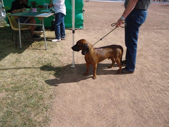 Irving de la coulee des trappeurs - 1er Excellent - meilleur jeune - meilleur de race