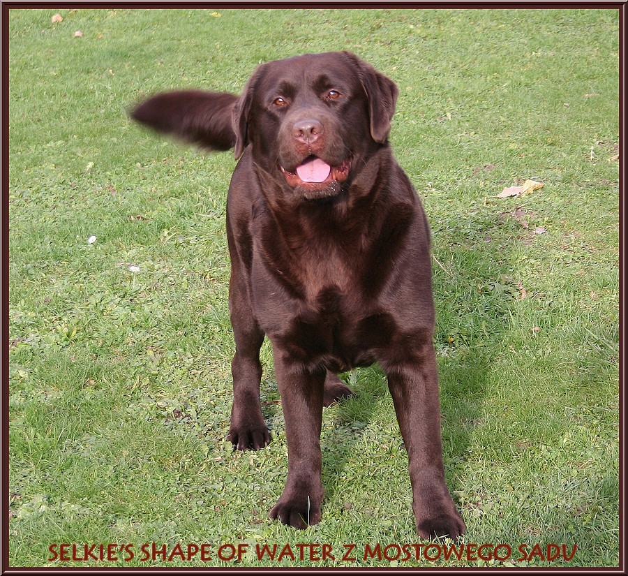 Selkie's shape of water z mostowego sadu