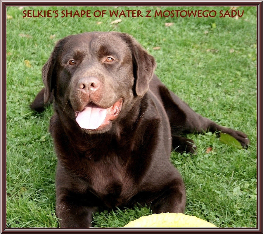 Selkie's shape of water z mostowego sadu