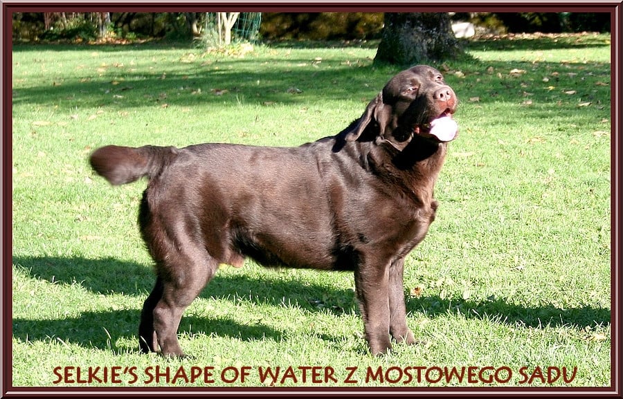 Selkie's shape of water z mostowego sadu