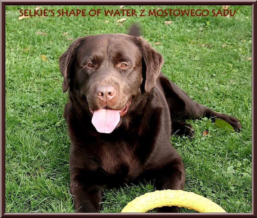 Selkie's shape of water z mostowego sadu