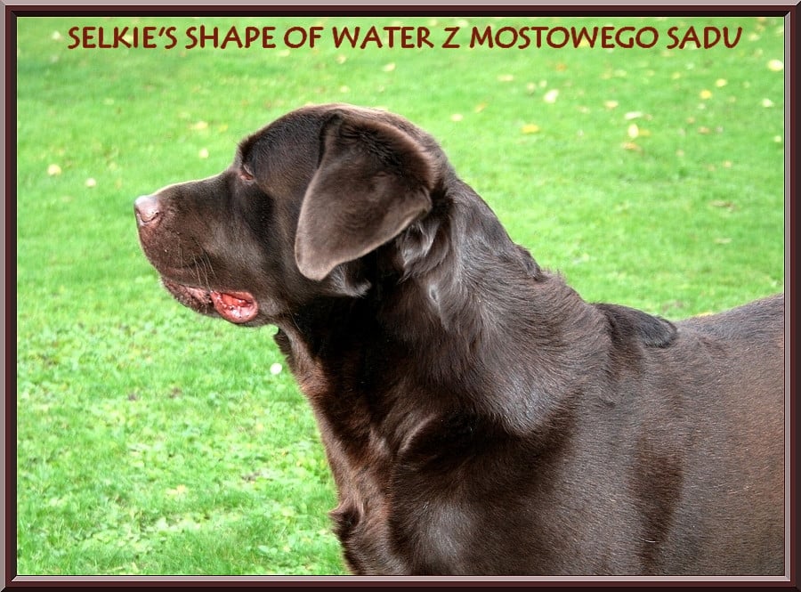 Selkie's shape of water z mostowego sadu