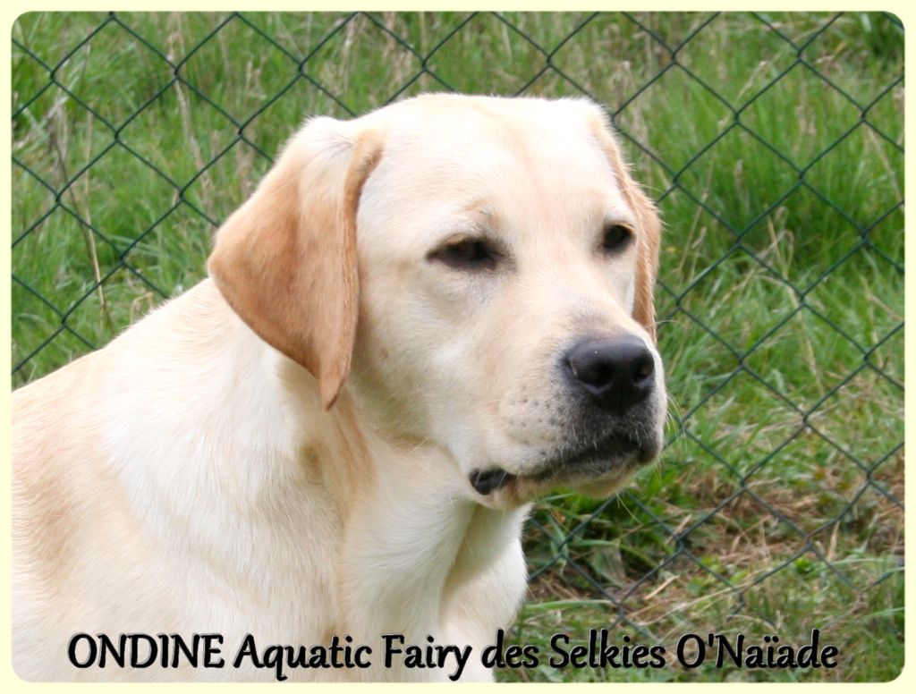 Ondine aquatic fairy Des Selkies O'naïade