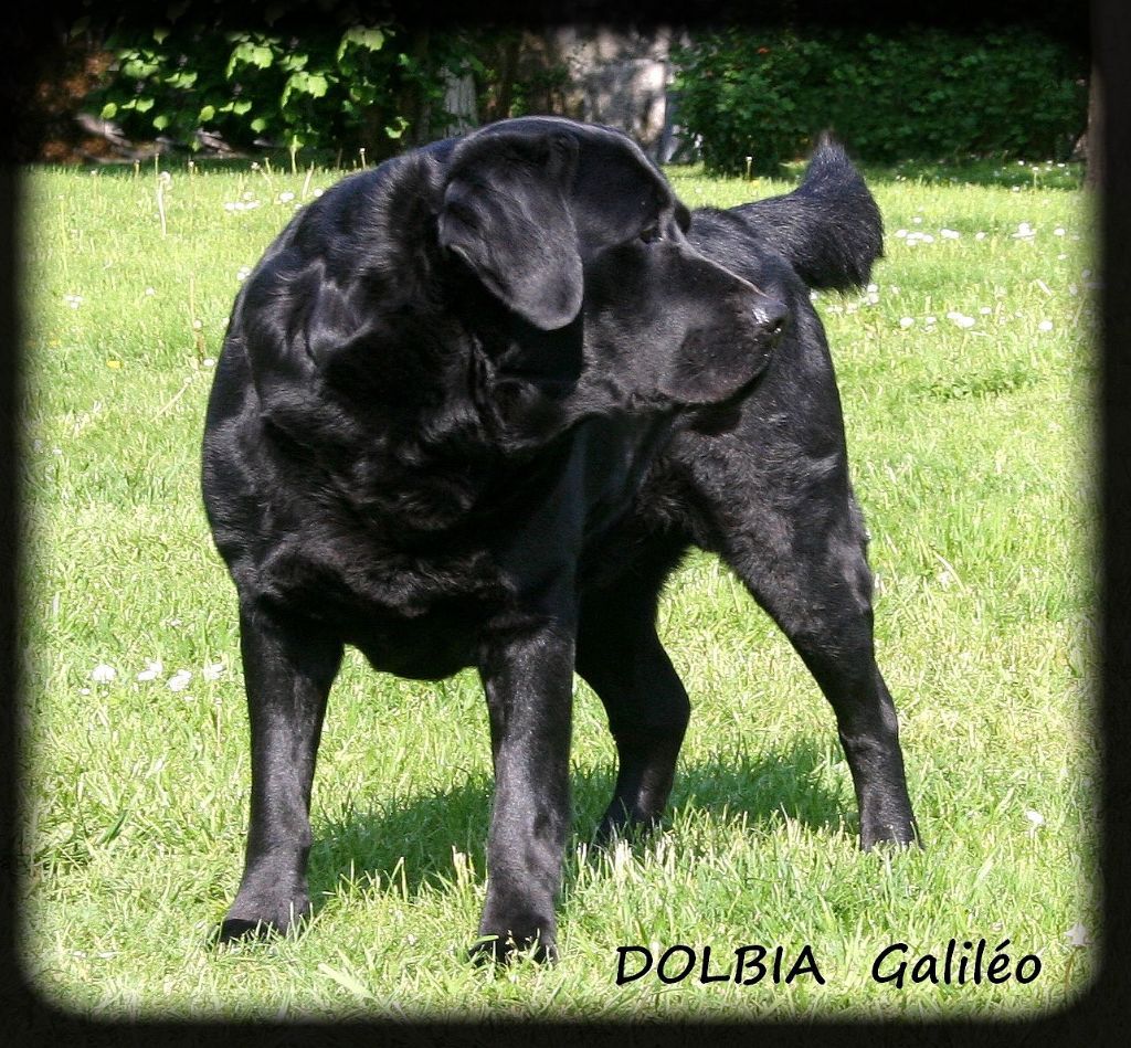 dolbia Galiléo