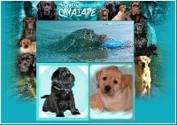 Des Selkies O'naïade