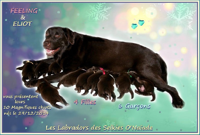 Des Selkies O'naïade - Labrador Retriever - Portée née le 29/12/2014