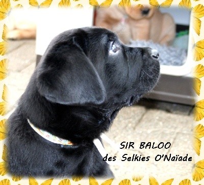 SIR BALOO DES SELKIES O'NAÏADE