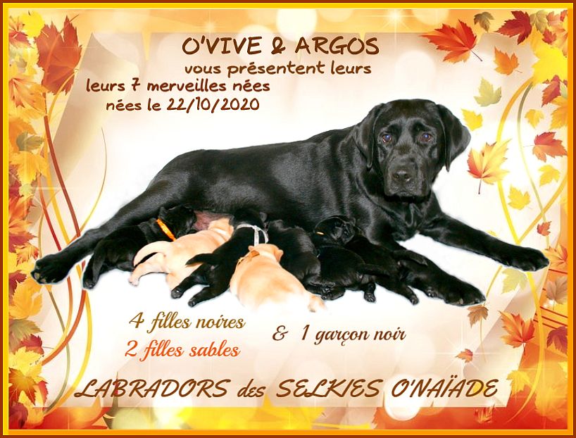 chiot Labrador Retriever Des Selkies O'naïade