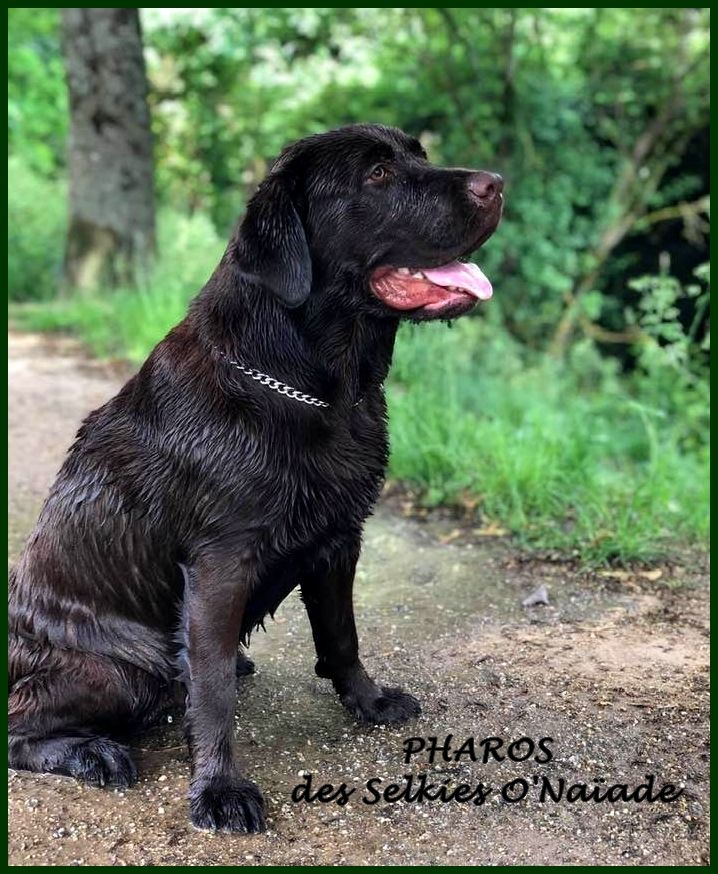 Chiot Elevage Labradors En Lorraine Des Selkies O Naiade Elevage Labrador Retriever En Moselle Grand Est