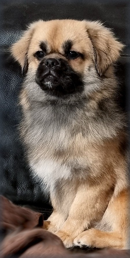 Love to be loved  of lollipop