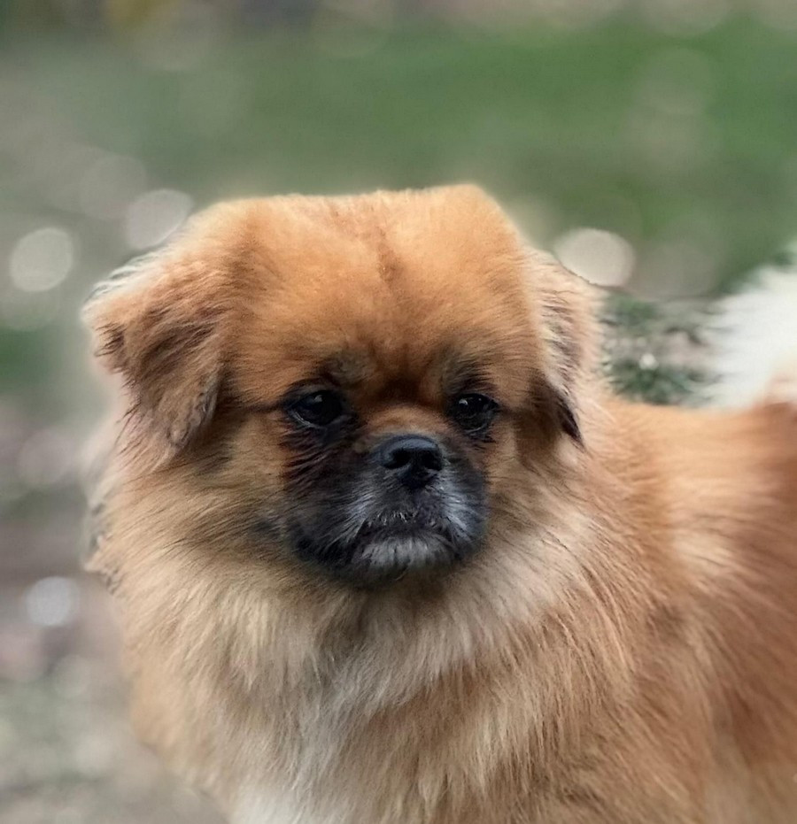 CH. Talk about love of lollipop