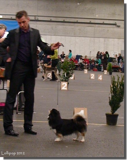 CH. Baby love of lollipop - 1st Exc CH Bitch Class - CACIB - CAC - BOS / Meilleur Femelle